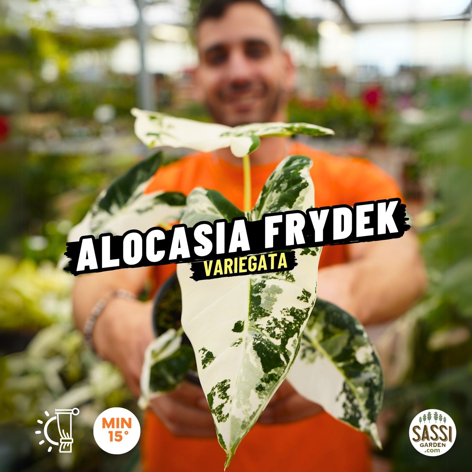 Alocasia Frydek Variegata - vaso Ø6 cm baby plant Alocasia Frydek Variegata - vaso Ø6 cm baby plant