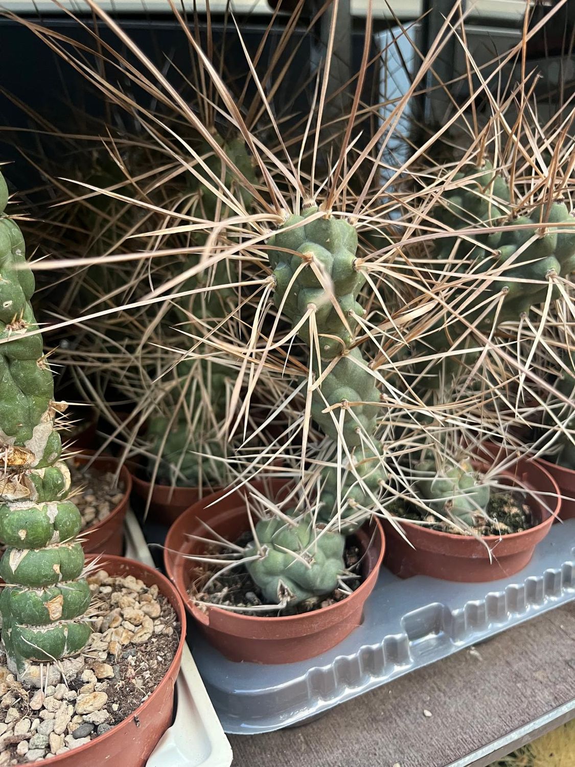Tephrocactus Aoracanthus - vaso Ø10 cm Tephrocactus Aoracanthus - vaso Ø10 cm
