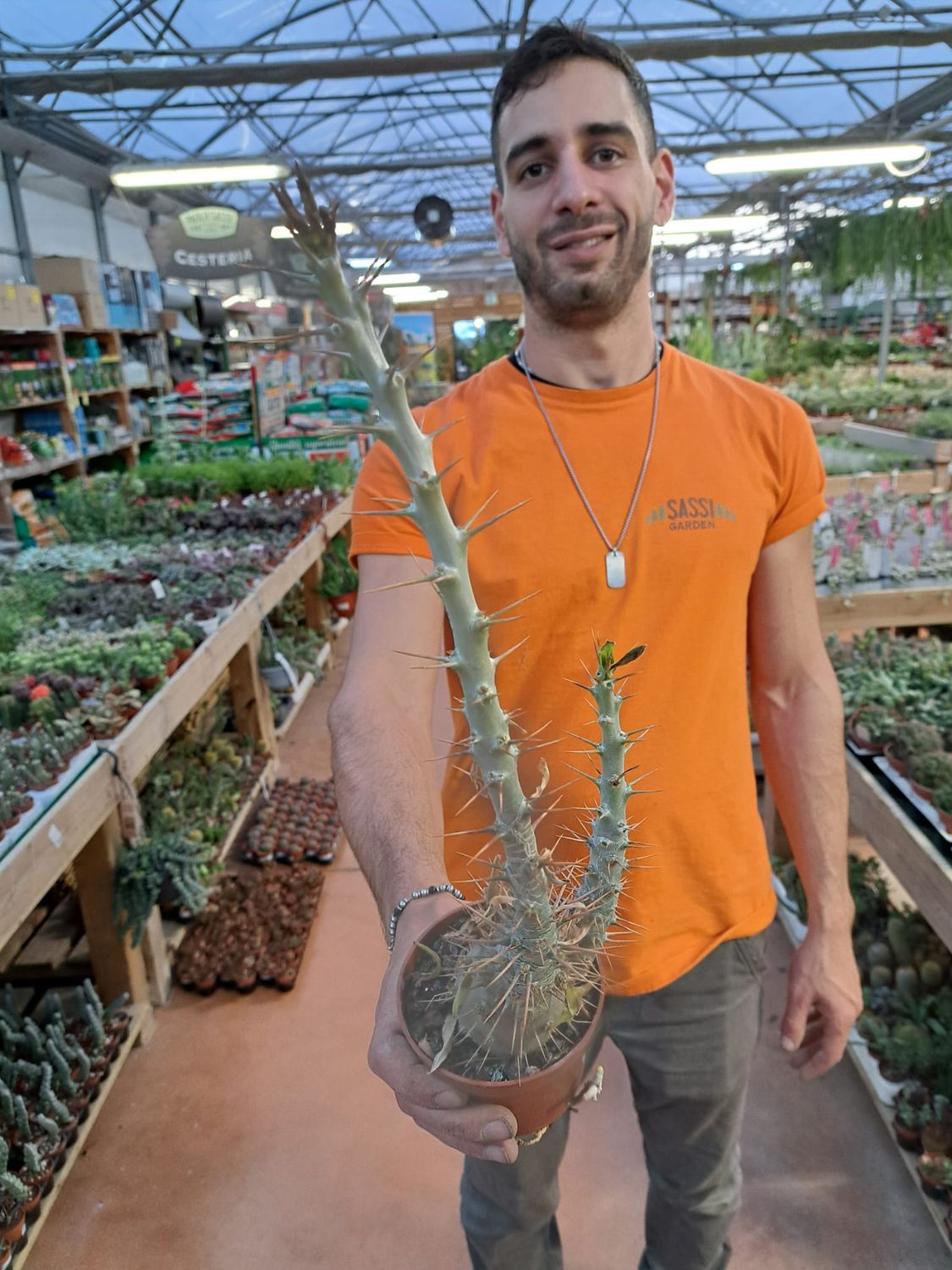 Pachypodium Saundersii - vaso Ø15 cm Pachypodium Saundersii - vaso Ø15 cm
