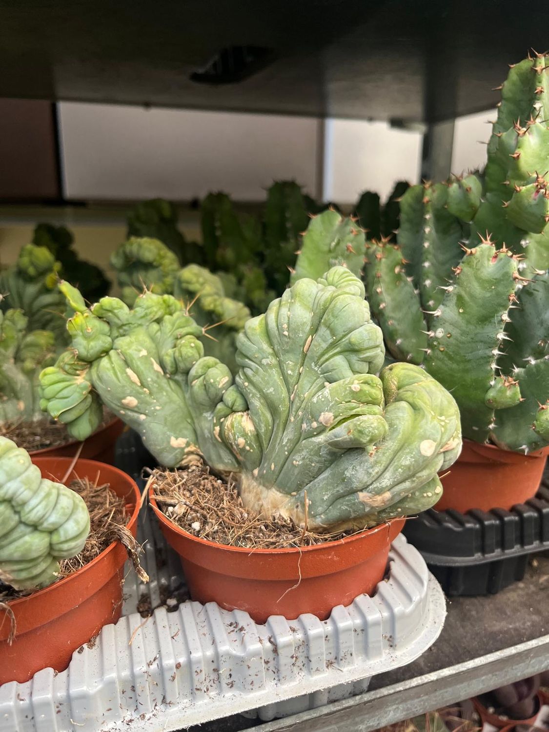 Trichocereus Bridgesii Mostruoso - vaso Ø10 cm Trichocereus Bridgesii Mostruoso - vaso Ø10 cm