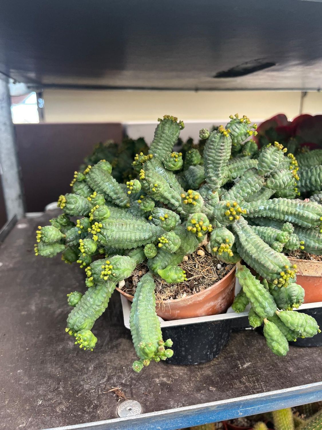 Euphorbia Pseudoglobosa - vaso Ø10 cm Euphorbia Pseudoglobosa - vaso Ø10 cm