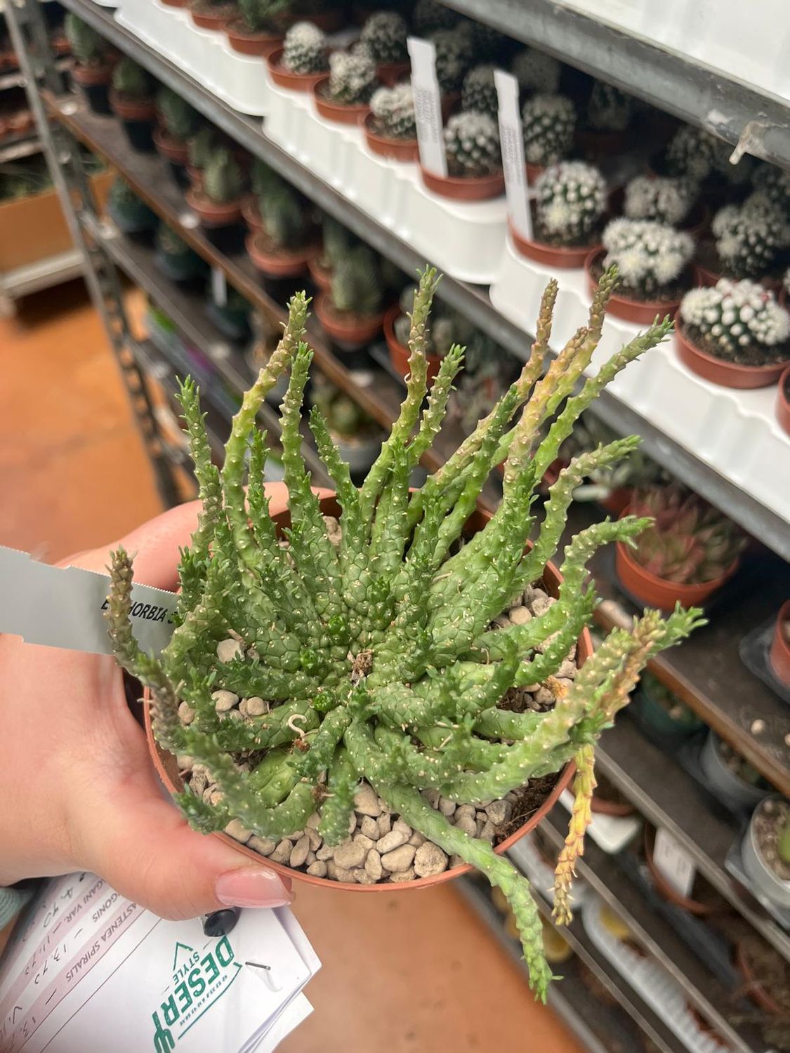 Euphorbia gorgonis, Euphorbia medusa - vaso Ø10 cm Euphorbia gorgonis, Euphorbia medusa - vaso Ø10 cm
