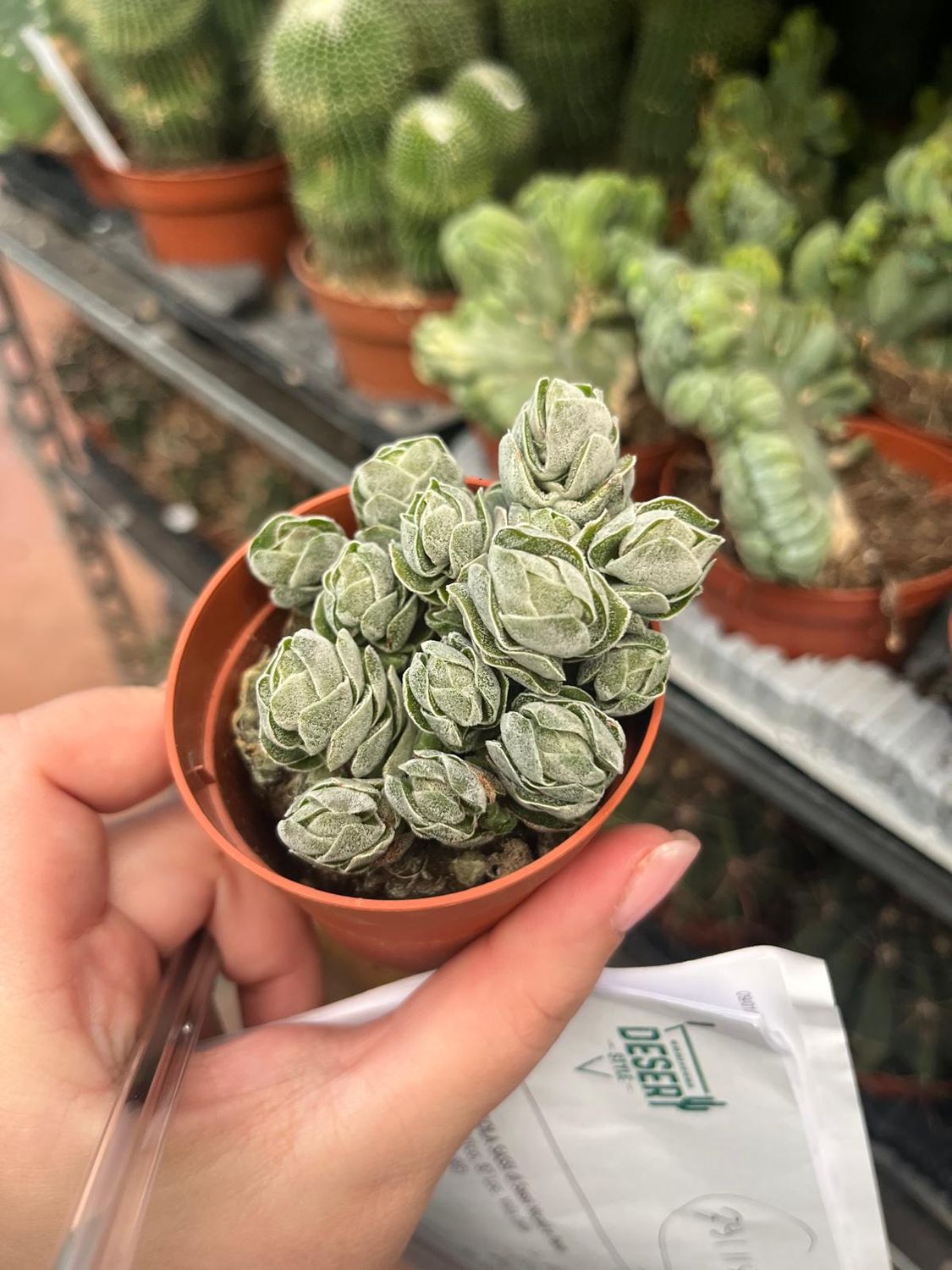 Crassula Ivory pagoda - vaso Ø6.5 cm Crassula Ivory pagoda - vaso Ø6.5 cm