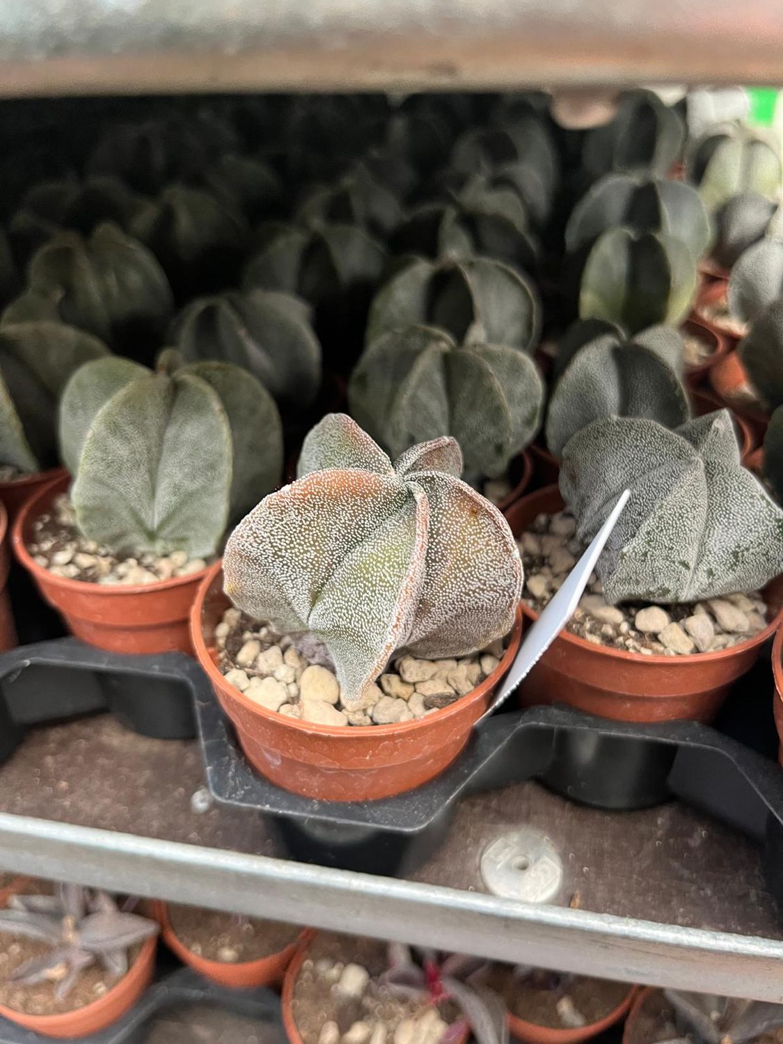Astrophytum Myriostigma - vaso Ø5.5 cm Astrophytum Myriostigma - vaso Ø5.5 cm