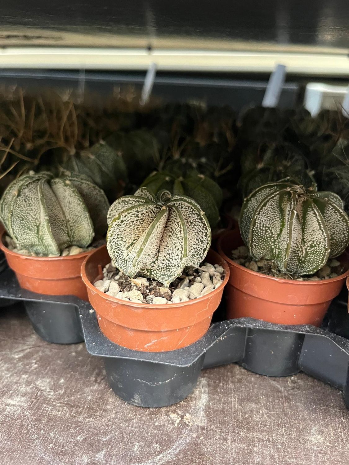 Astrophytum Capricorne - vaso Ø5.5 cm Astrophytum Capricorne - vaso Ø5.5 cm