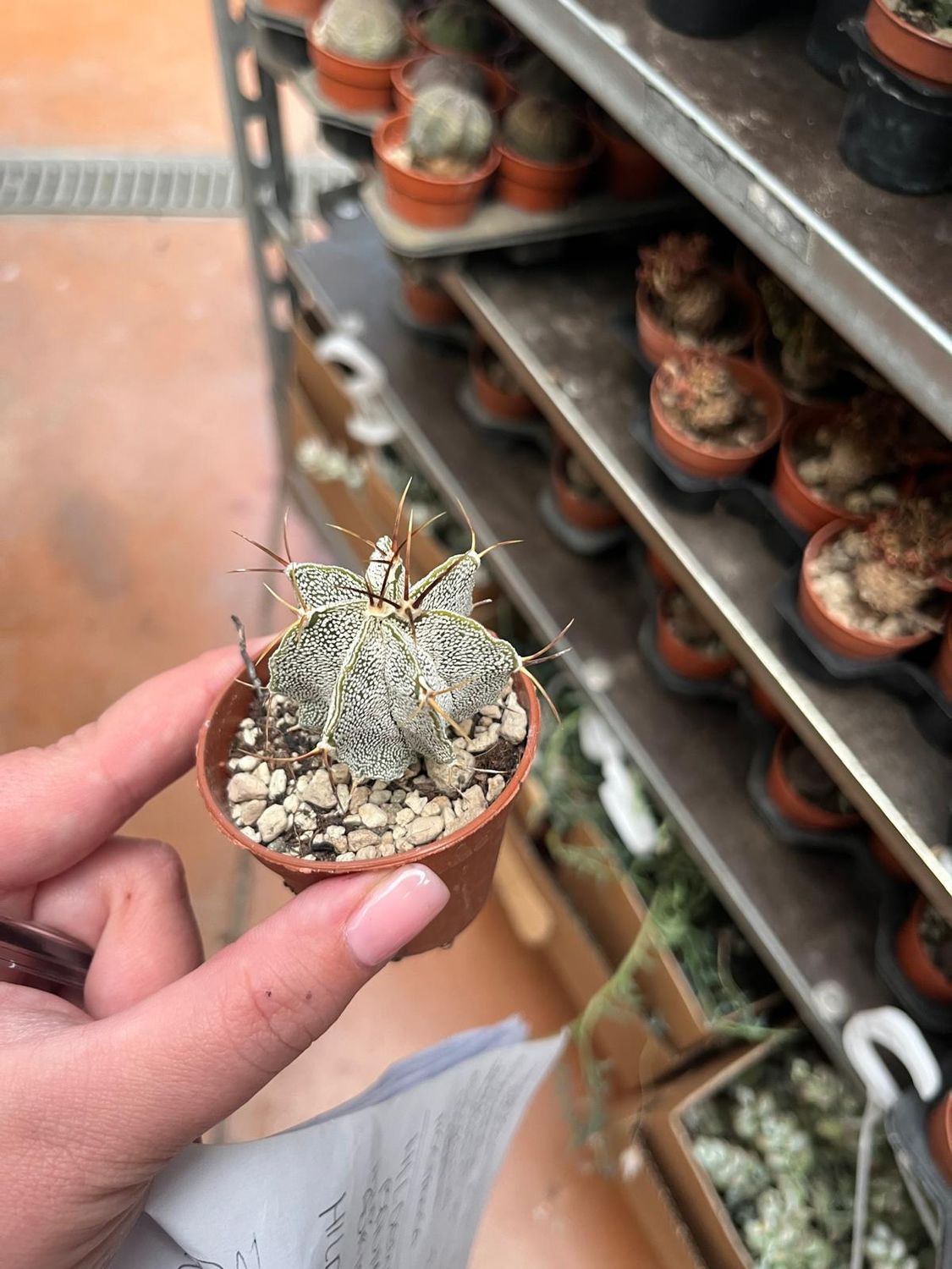 Astrophytum Ornatum White - vaso Ø5.5 cm Astrophytum Ornatum White - vaso Ø5.5 cm