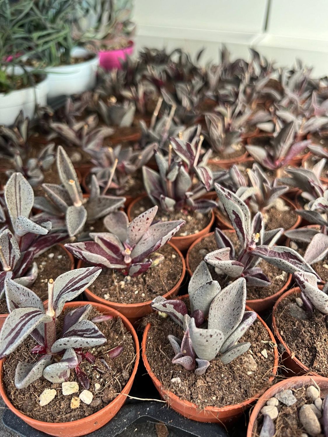 Lenophyllum guttatum variegata - vaso Ø5.5 cm Lenophyllum guttatum variegata - vaso Ø5.5 cm