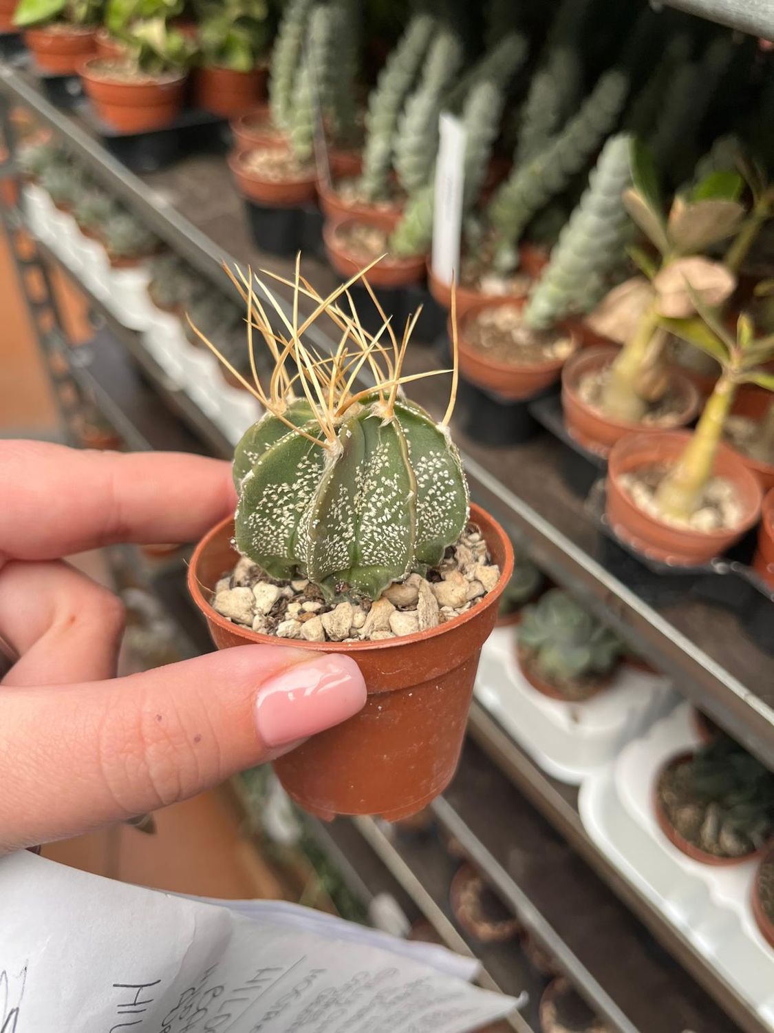 Astrophytum Crassispinoides - vaso Ø5.5 cm Astrophytum Crassispinoides - vaso Ø5.5 cm