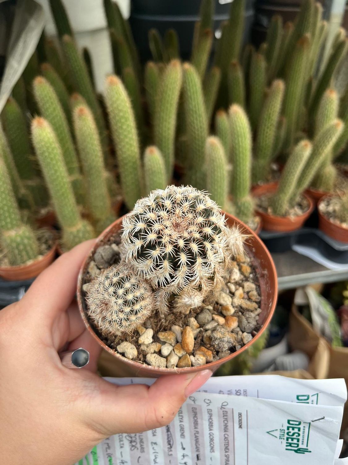 Echinocereus Reichembachi Albispino - vaso Ø10 cm Echinocereus Reichembachi Albispino - vaso Ø10 cm