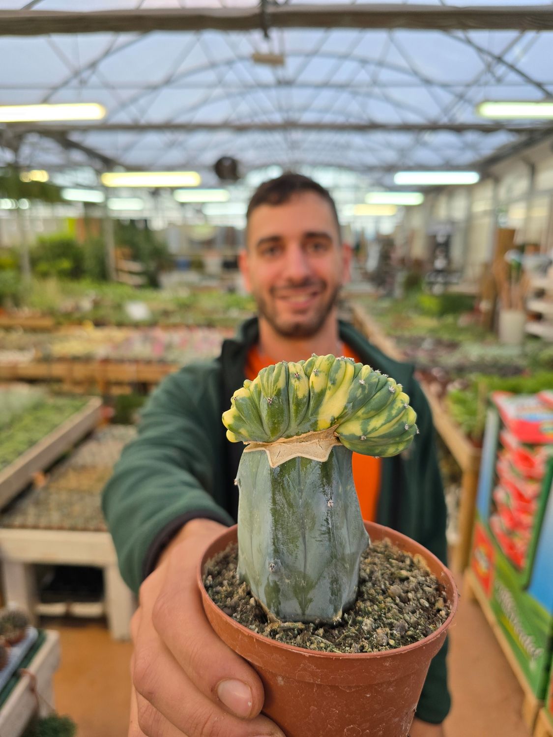Myrtillocactus geometrizans cristato variegato, Mirtillocactus crestato variegato - vaso Ø10 cm