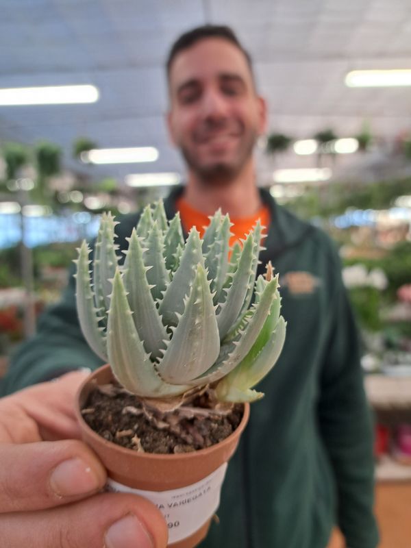 Aloe Brevifolia Variegata - vaso Ø5.5 cm Aloe Brevifolia Variegata - vaso Ø5.5 cm