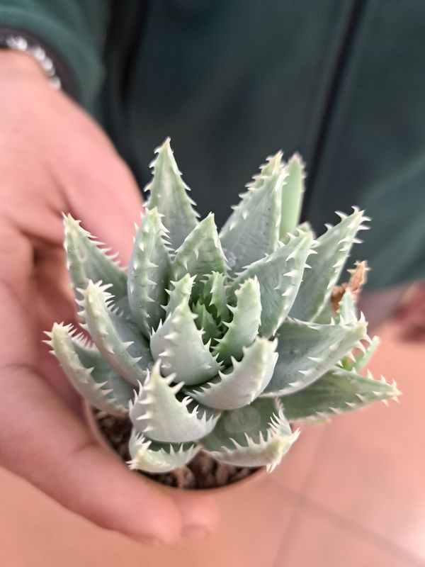 Aloe Brevifolia Variegata - vaso Ø5.5 cm