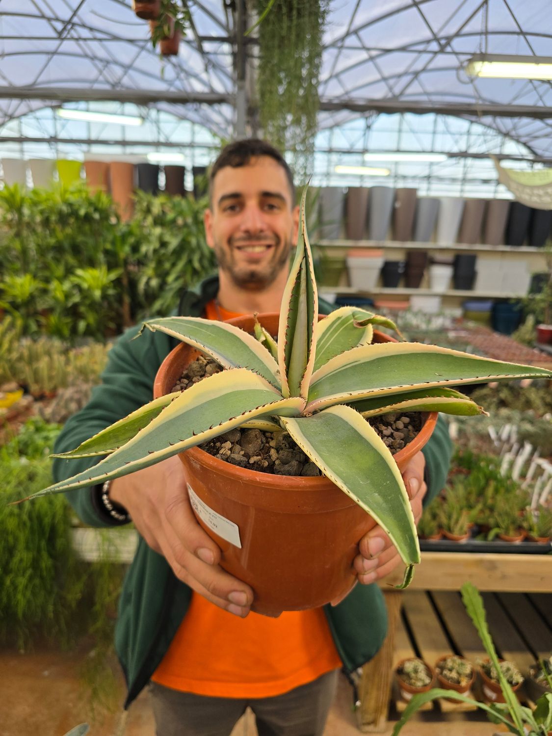 Agave Guiengola - vaso Ø17 cm Agave Guiengola - vaso Ø17 cm