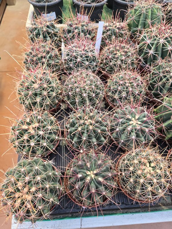Ferocactus Haematacanthus - vaso Ø10 cm