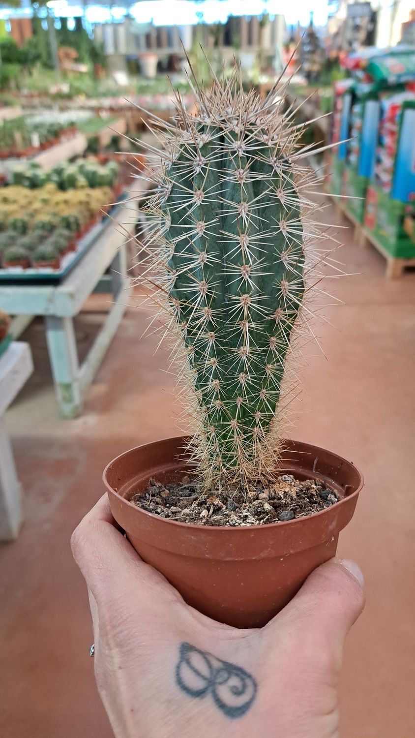 Pachycereus Pringlei - vaso Ø10 cm Pachycereus Pringlei - vaso Ø10 cm