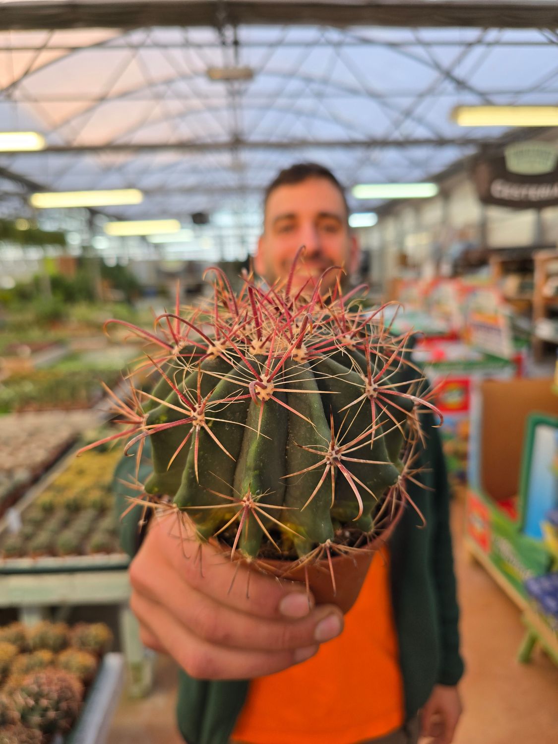 Ferocactus Wislizeni - vaso Ø10 cm Ferocactus Wislizeni - vaso Ø10 cm