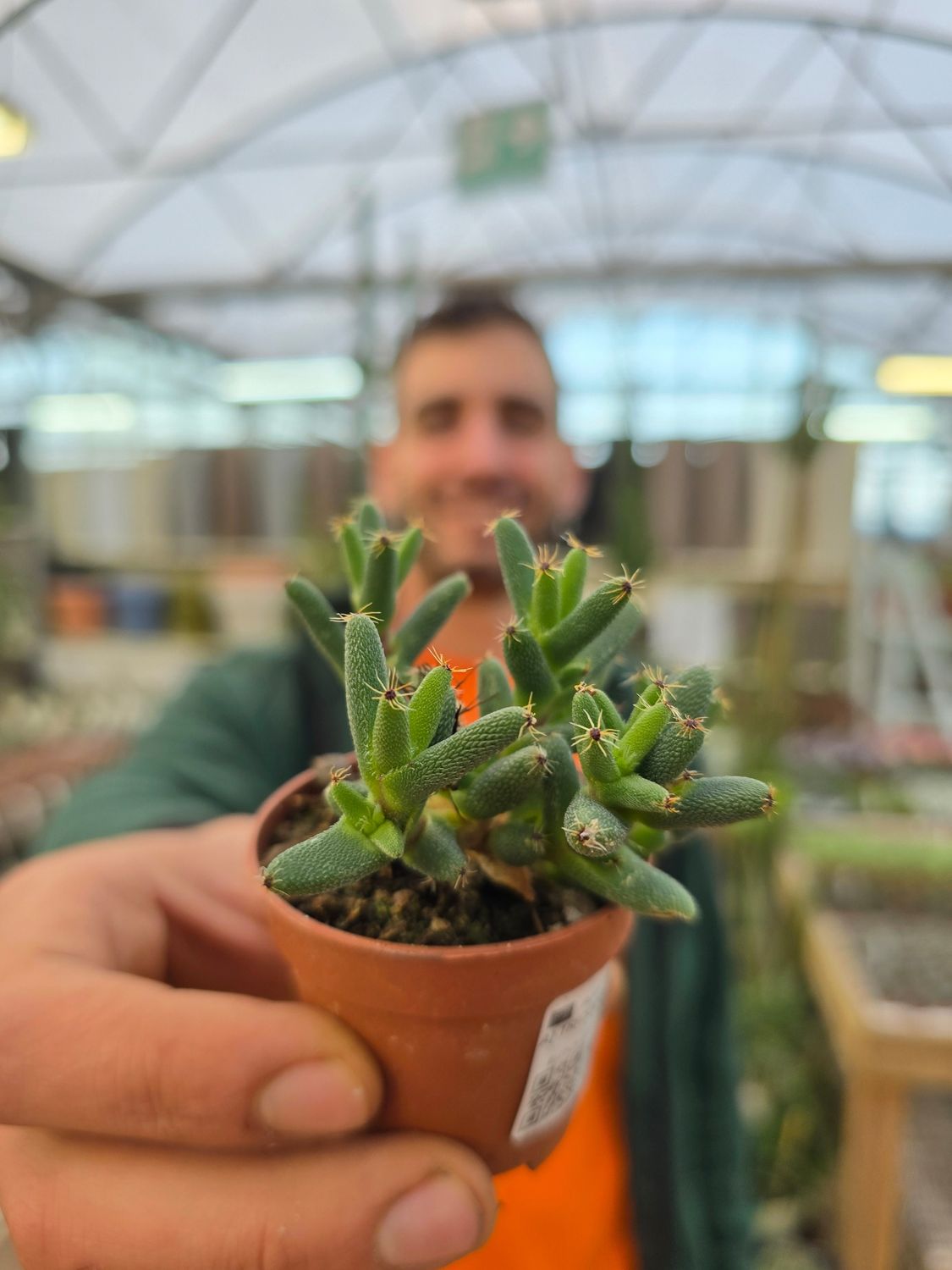 Trichodiadema densum - vaso Ø5.5 cm