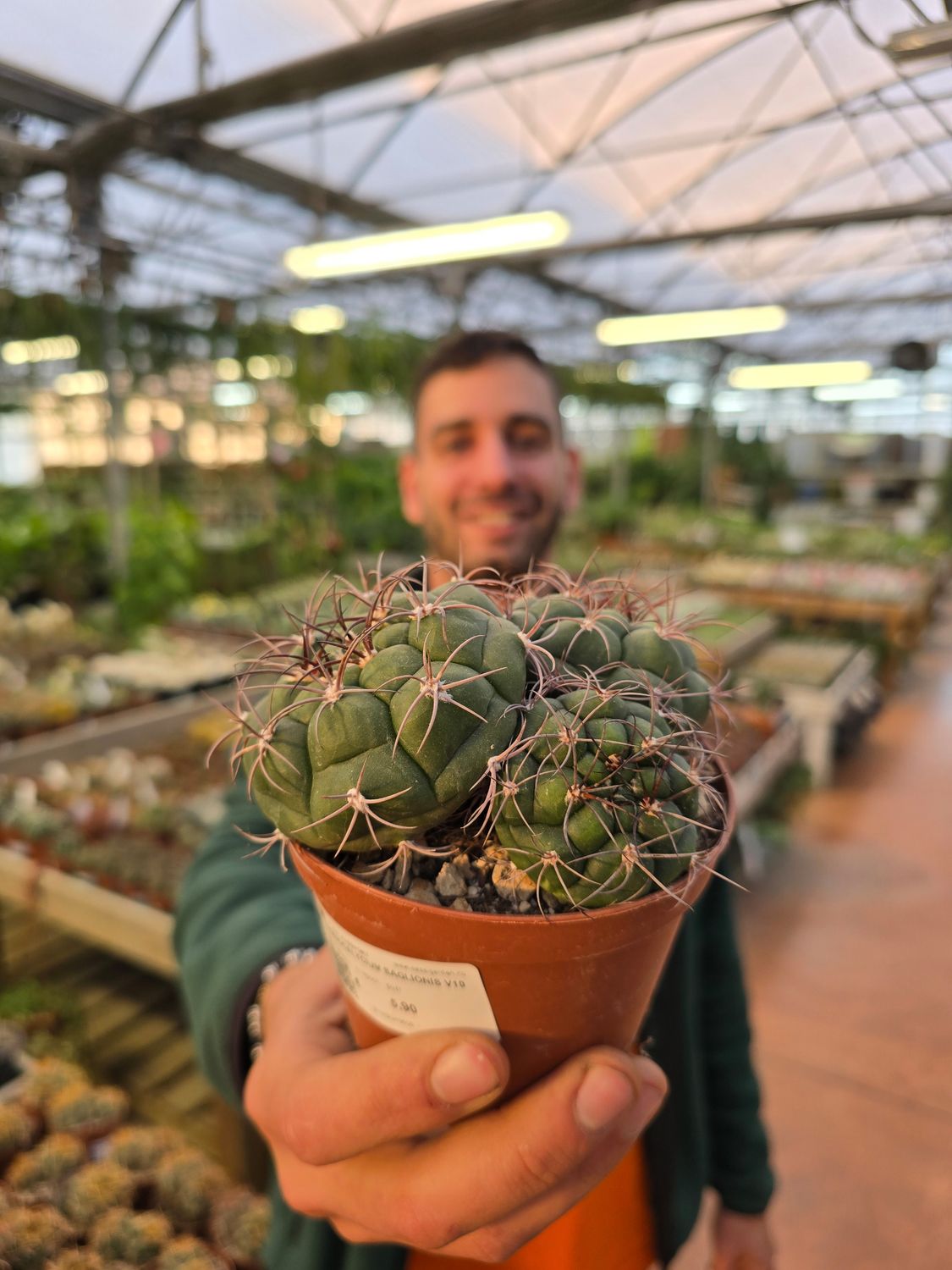 Gymnocalicium Saglionis - vaso Ø10 cm