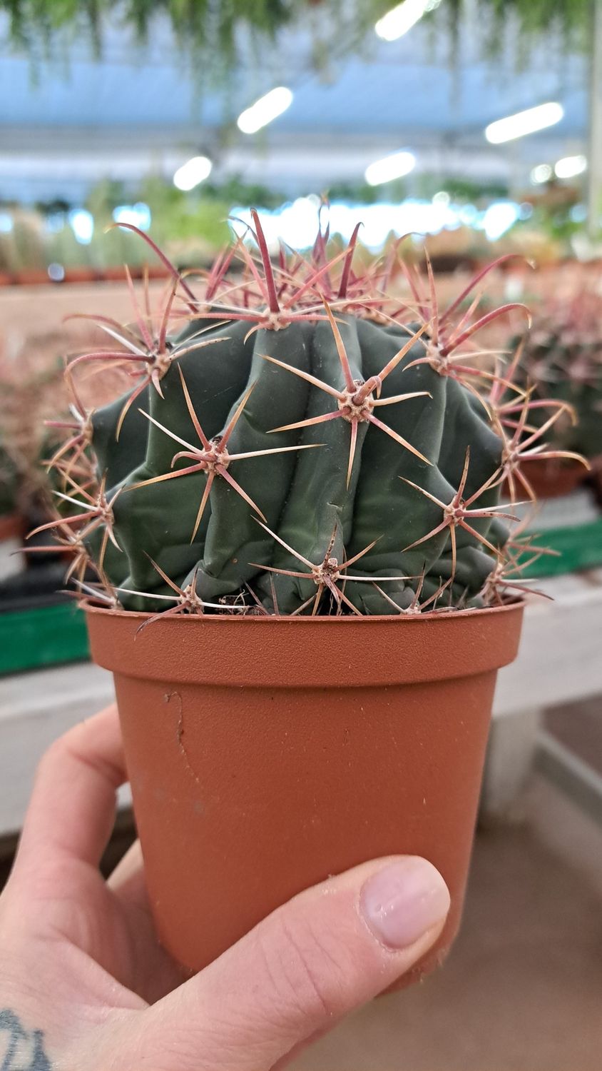 Ferocactus Townsedianus - vaso Ø10 cm Ferocactus Townsedianus - vaso Ø10 cm
