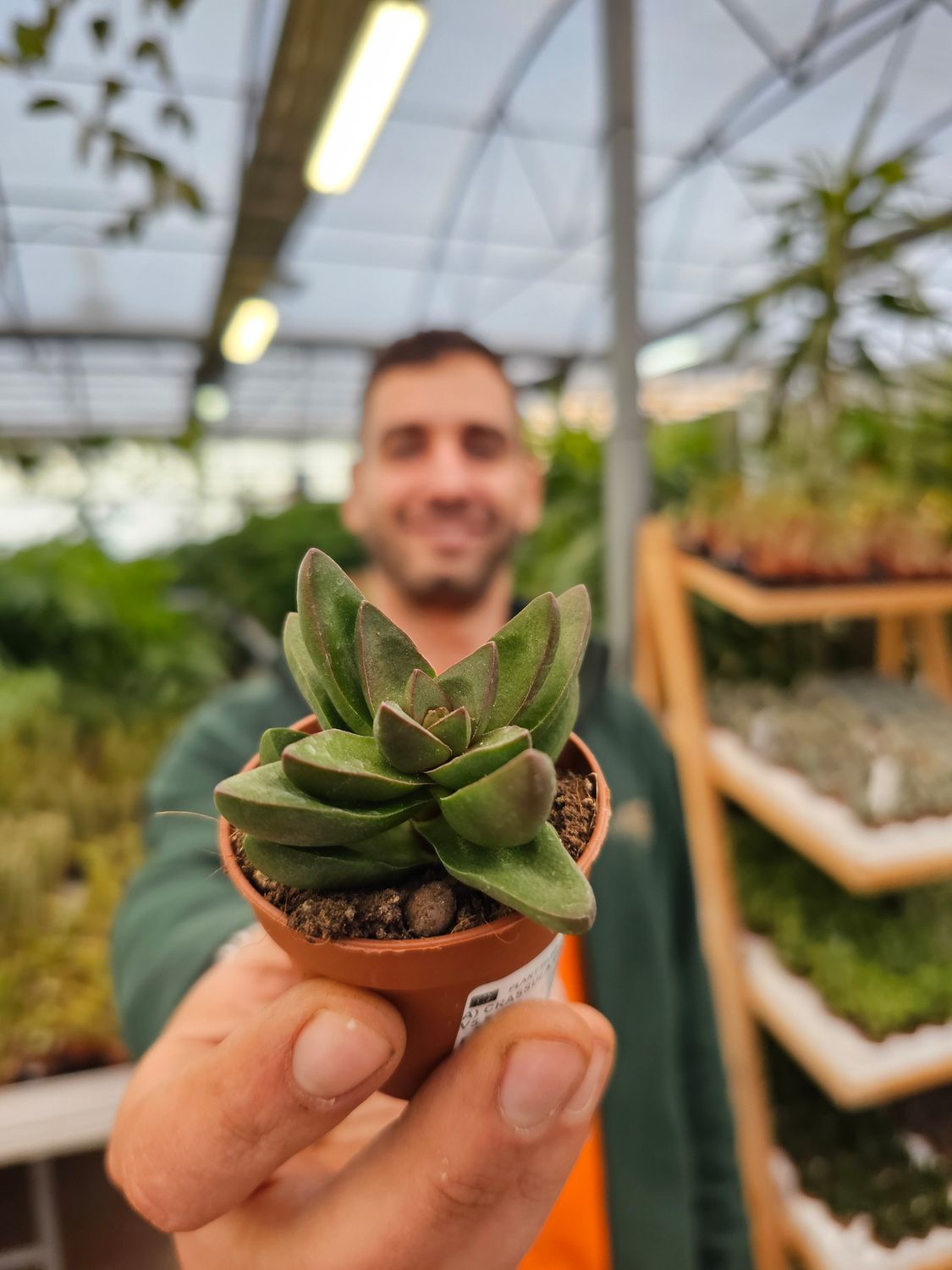 Crassula capitella 'Benjamin' - vaso  Ø5.5 cm