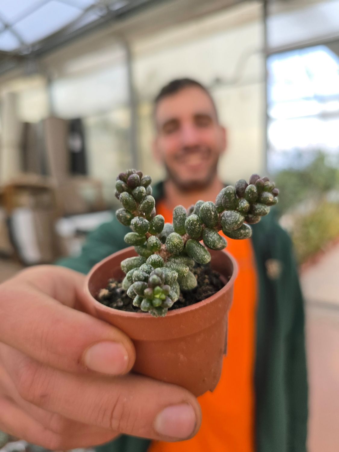 Sedum Furfuraceum - vaso Ø5.5 cm