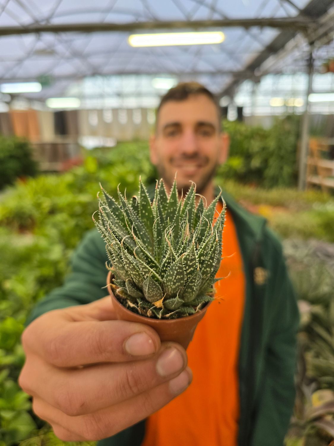 Aloe aristata - vaso Ø5.5 cm Aloe aristata - vaso Ø5.5 cm