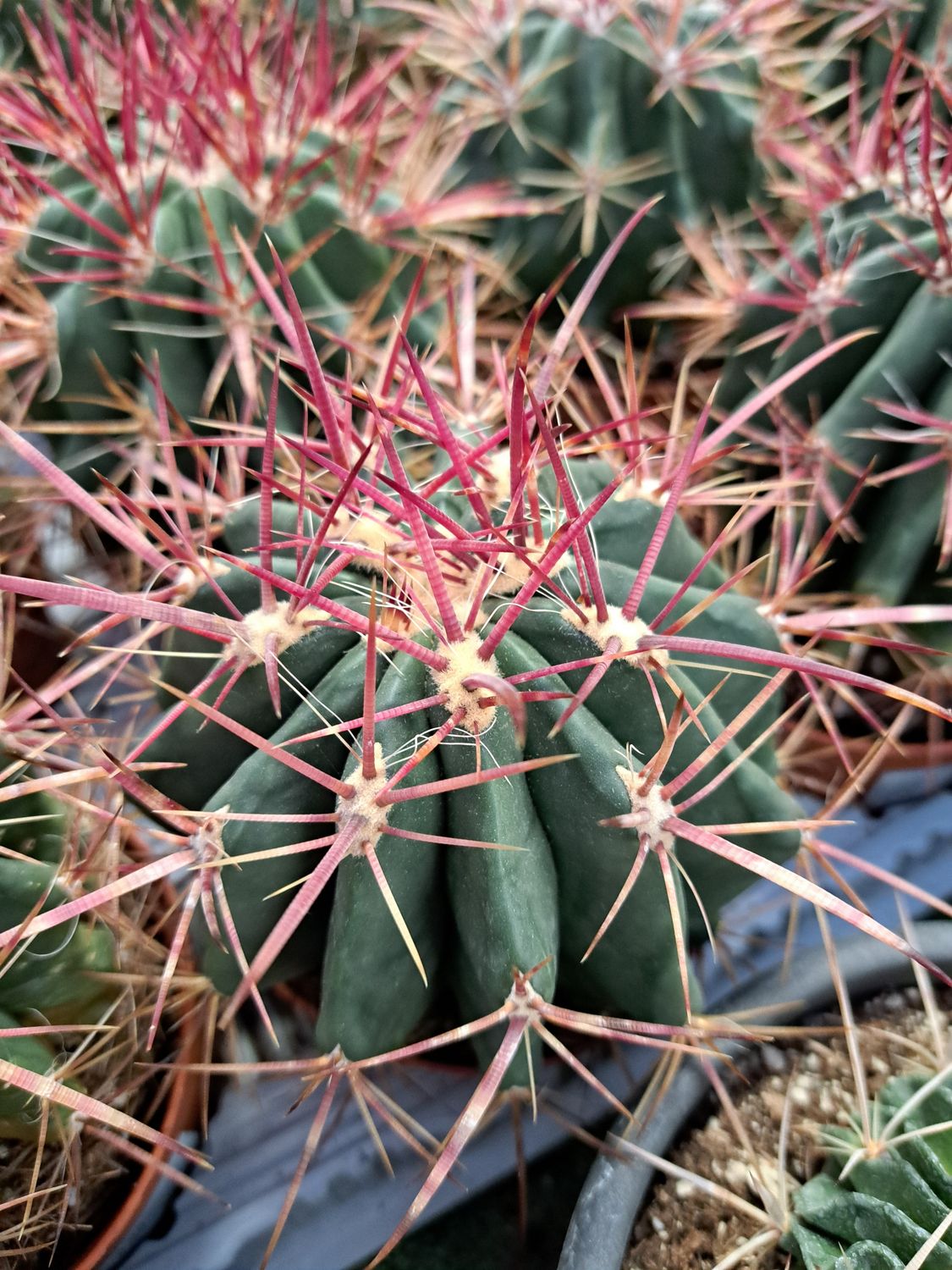 Ferocactus Stainesii - vaso Ø10 cm Ferocactus Stainesii - vaso Ø10 cm