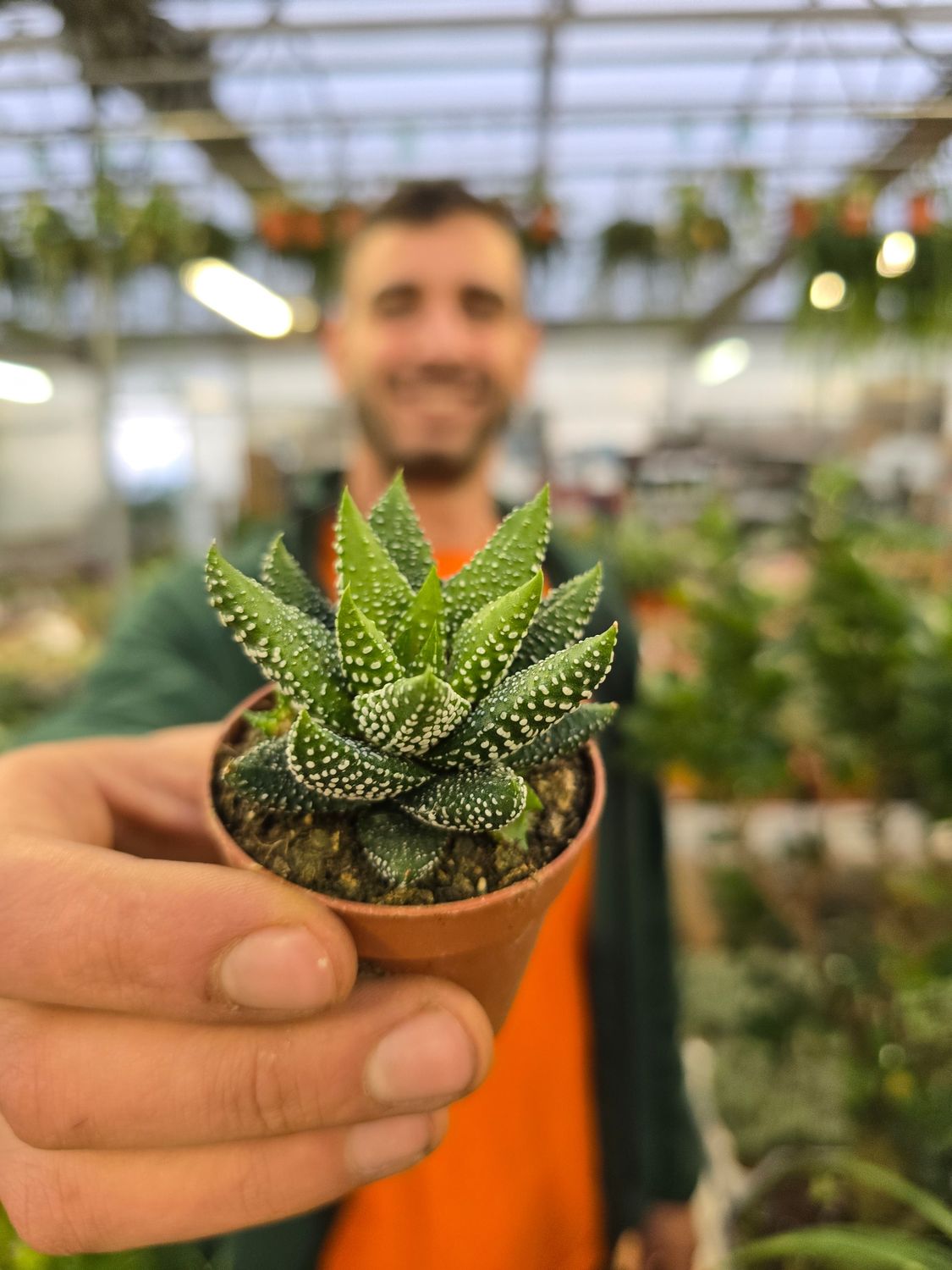 Haworthia Attenuata Britteniana - vaso Ø5.5cm Haworthia Attenuata Britteniana - vaso Ø5.5cm