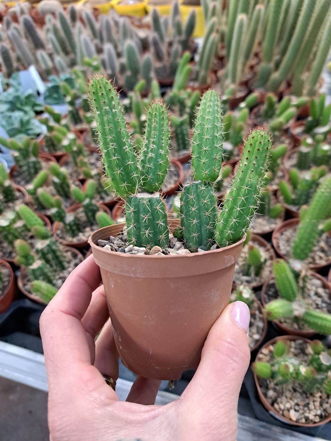 Cleistocactus Bolivicereus samaipatanus, Cactus delle candele - vaso Ø10 cm Cleistocactus Bolivicereus samaipatanus, Cactus delle candele - vaso Ø10 cm