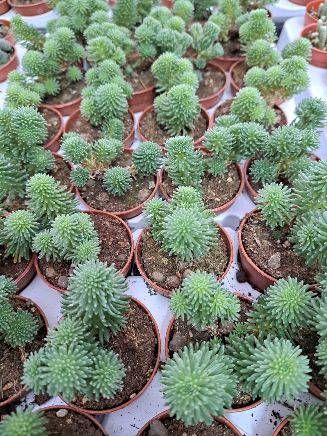 Sedum Multiceps - vaso Ø5.5 cm Sedum Multiceps - vaso Ø5.5 cm