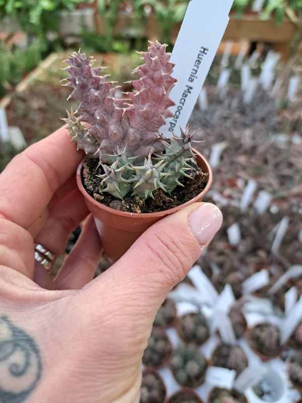 Stapelia, Huernia Macrocarpa - vaso Ø5,5 cm