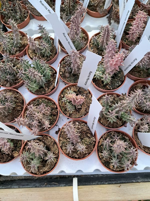 Stapelia, Huernia Macrocarpa - vaso Ø5,5 cm Stapelia, Huernia Macrocarpa - vaso Ø5,5 cm