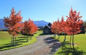 Liquidambar styraciflua ' Worplesdon ', Storace americano - vaso Ø16 cm