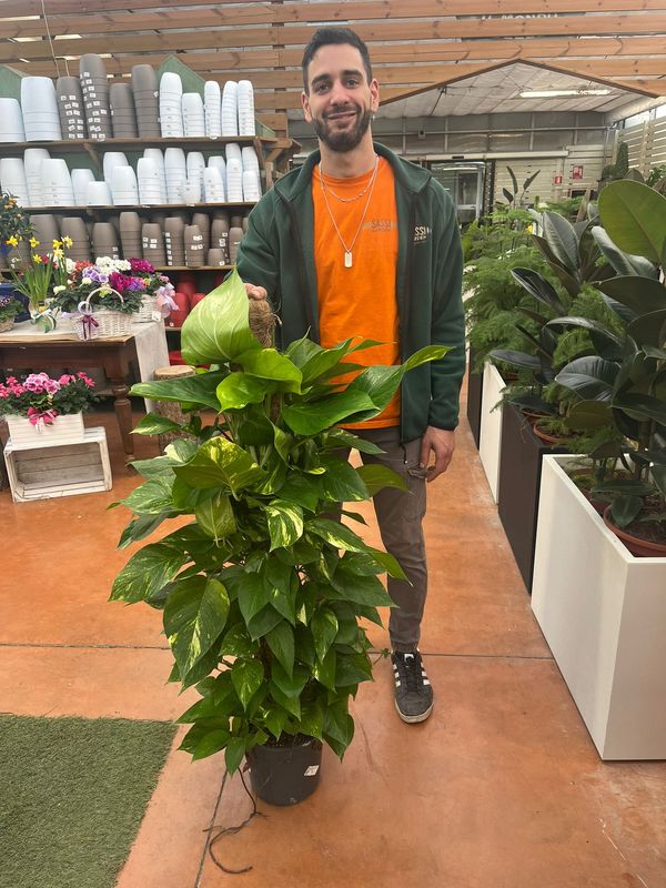 Epipremnum Pinnatum 'Aureum', Scindapsus Aureus, Potus, Potos, Pothos, Photus - vaso Ø24 cm, h 120 cm
