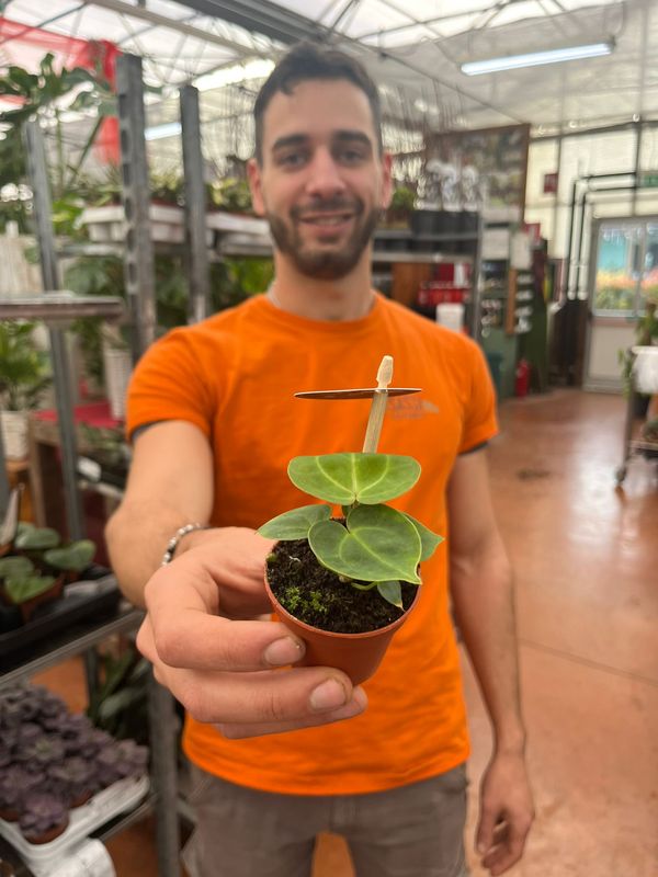 Anthurium clarinervium - vaso Ø6 cm