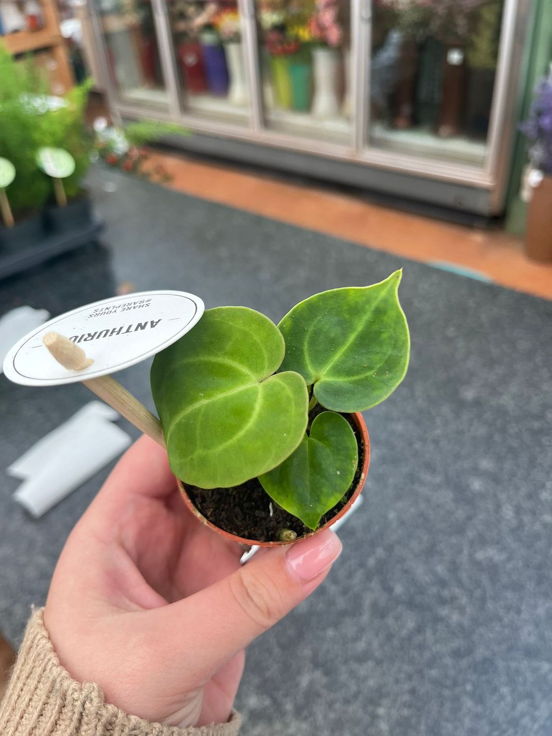 Anthurium clarinervium - vaso Ø6 cm Anthurium clarinervium - vaso Ø6 cm