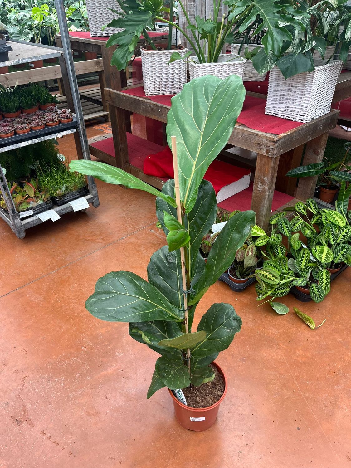 Ficus Lyrata - vaso Ø21 cm Ficus Lyrata - vaso Ø21 cm