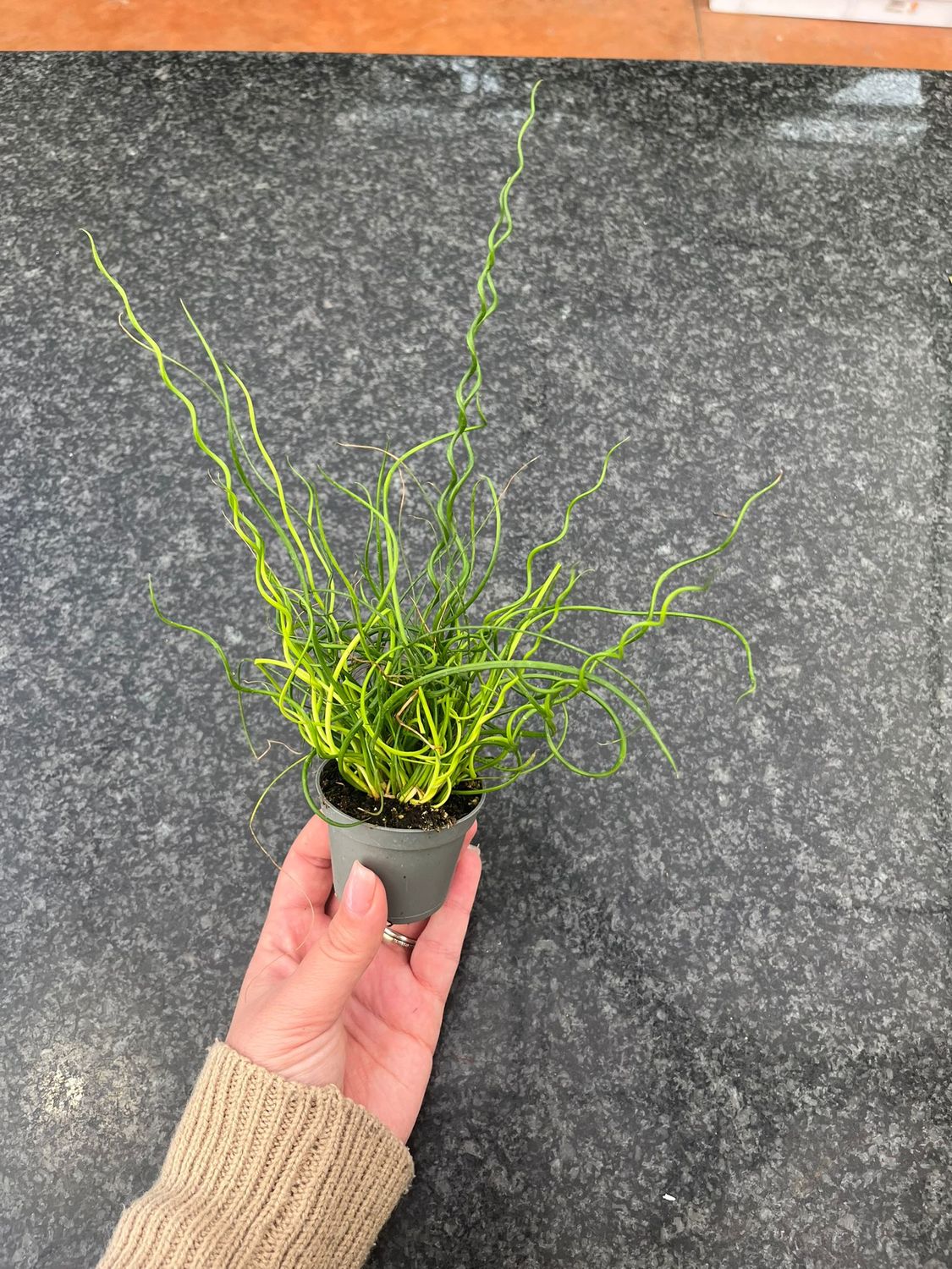 Juncus Effusus Spiralis, Giunco capelluto - vaso Ø6 cm Juncus Effusus Spiralis, Giunco capelluto - vaso Ø6 cm
