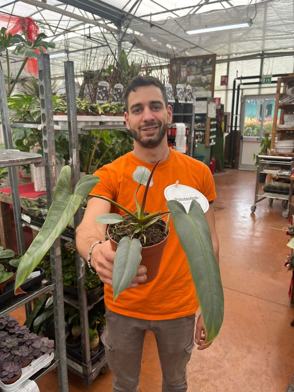 Philodendron Atabapoense, Filodendro - vaso Ø12 cm
