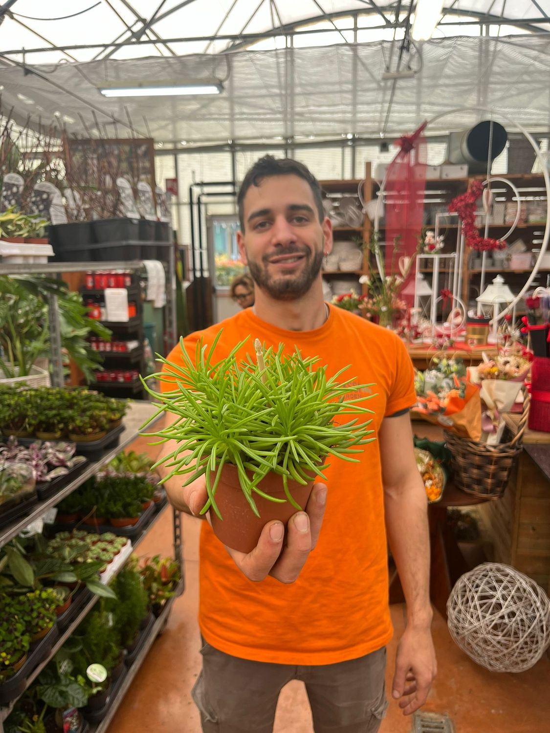 Senecio archeri 'Himalaya' - vaso Ø12 cm