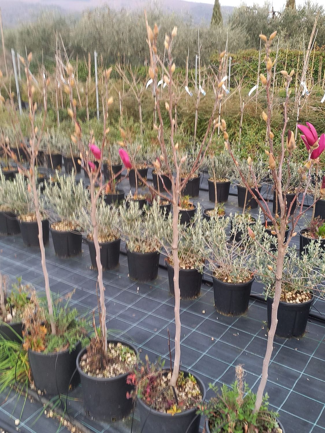 Magnolia da fiore, Magnolia liliiflora 'Susan' alberetto - vaso Ø21 cm, h 110 cm