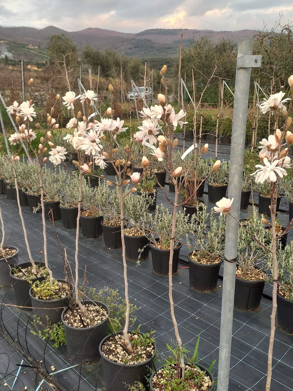 Magnolia da fiore, Magnolia Stellata - vaso Ø21 cm alberetto h 110