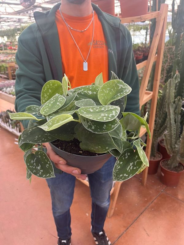 Scindapsus Pictus 'Silvery Ann', Pothos, Potus, Potos, Epipremnum - vaso Ø11 cm