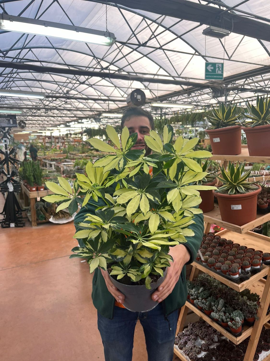 Schefflera Arboricola 'Trinette' - vaso Ø17 cm