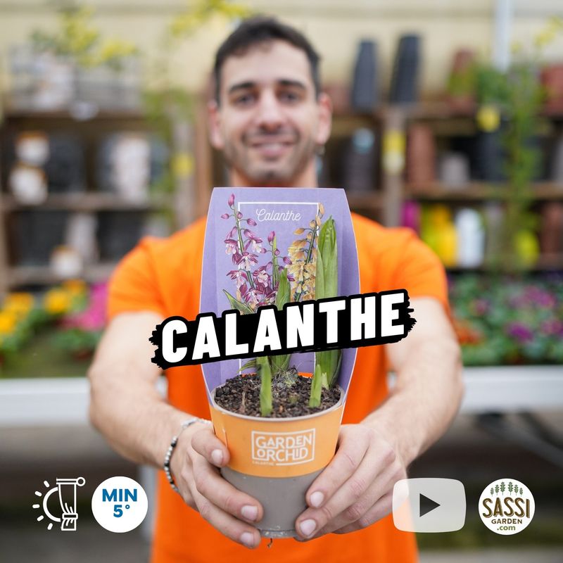 Calanthe, Orchidea da esterno - vaso Ø12 cm