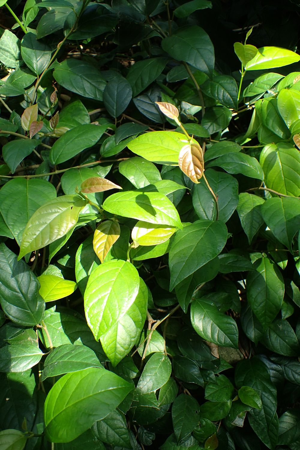 Ficus sagittata - vaso Ø12 cm Ficus sagittata - vaso Ø12 cm