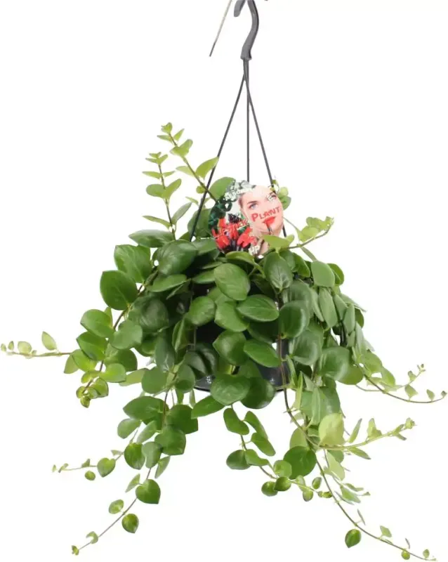 Aeschynanthus 'Pink Polka's, Eschinanto, pianta rossetto - basket Ø17 cm