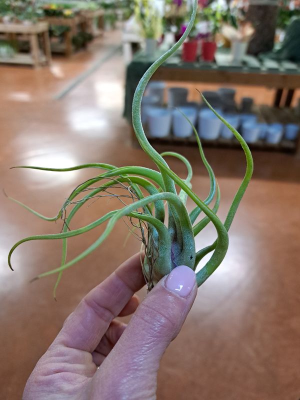 Tillandsia flexuosa