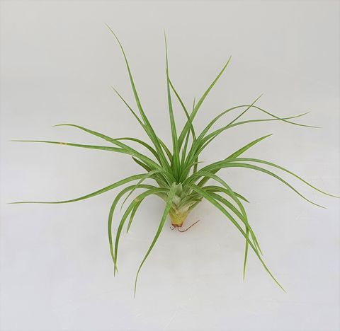 Tillandsia sticta