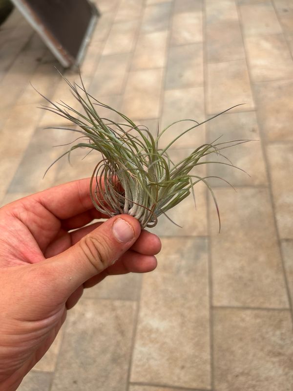 Tillandsia sticta